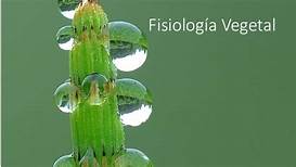 Fisiología Vegetal